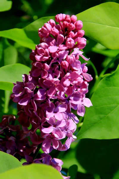 紫色のライラック シリンガ バルガリス の開花植物が閉まります 緑色の葉を持つ枝木に紫色の花の束 — ストック写真