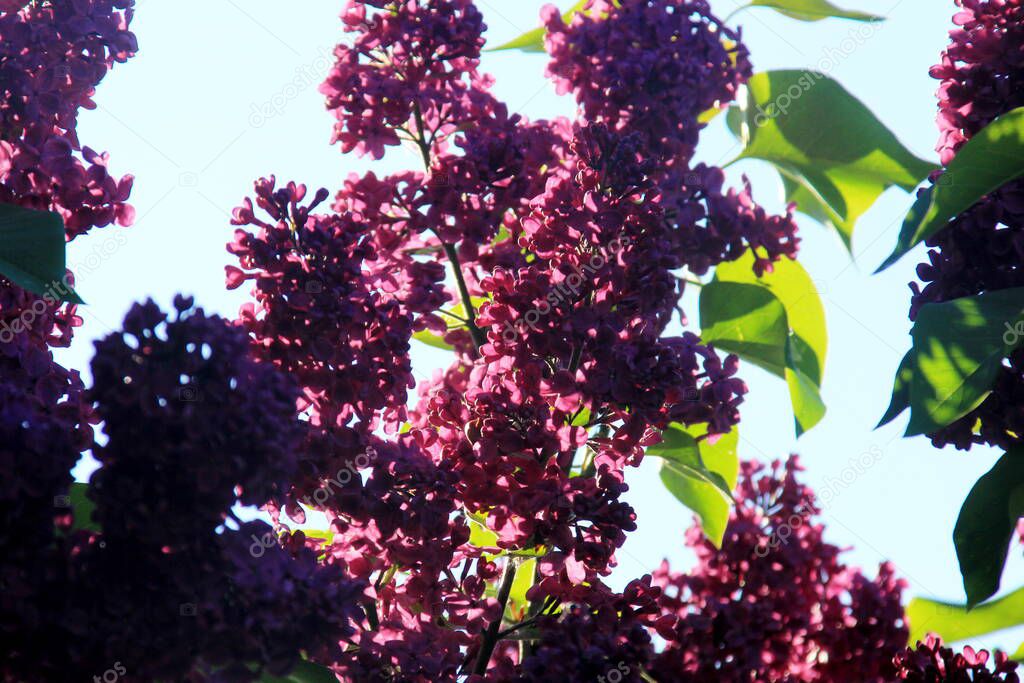 Purple Lilac (Syringa vulgaris) flowering plant closeup in the summer. Bunch of purple  flowers on branch tree with green leaves 