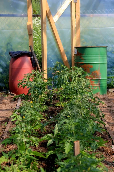 Bruine Groene Watervaten Met Water Tuinkas Regenwatertank Tuin — Stockfoto