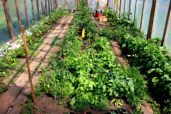 Gran Invernadero Película Con Plántulas Tomate Una Granja Plantas Tomate —  Fotos de Stock