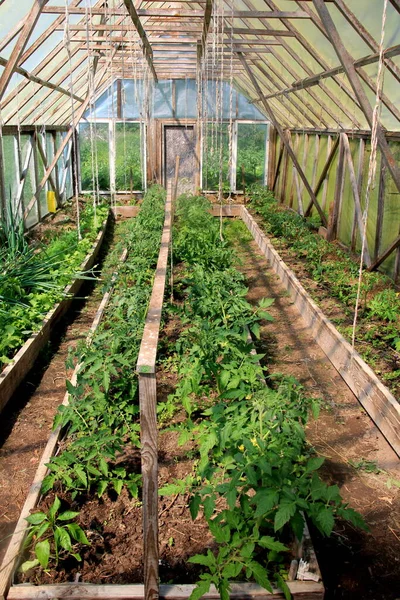 Large Film Greenhouse Tomato Seedlings Farm Tomato Plants Vegetable Plastic Stock Photo