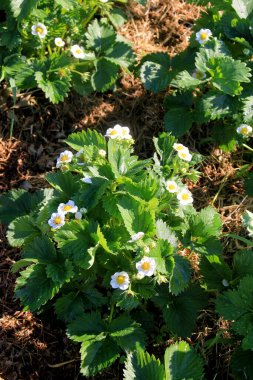 Bahçede beyaz çilek çiçekleri açar. Sunny Summer Day 'de Organik Çiftlikte Çilek Yatağı. Çilek fidanları açıyor. 