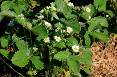 Bahçede beyaz çilek çiçekleri açar. Sunny Summer Day 'de Organik Çiftlikte Çilek Yatağı. Çilek fidanları açıyor. 
