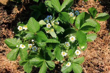 Bahçede beyaz çilek çiçekleri açar. Sunny Summer Day 'de Organik Çiftlikte Çilek Yatağı. Çilek fidanları açıyor. 