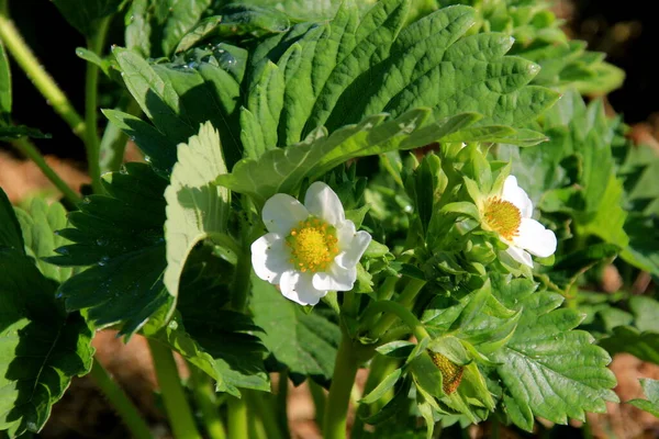 Zahradě Kvetou Bílé Jahodové Květy Jahodové Lůžko Ekologické Farmě Slunečném — Stock fotografie