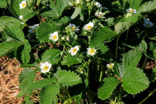 Zahradě Kvetou Bílé Jahodové Květy Jahodové Lůžko Ekologické Farmě Slunečném — Stock fotografie