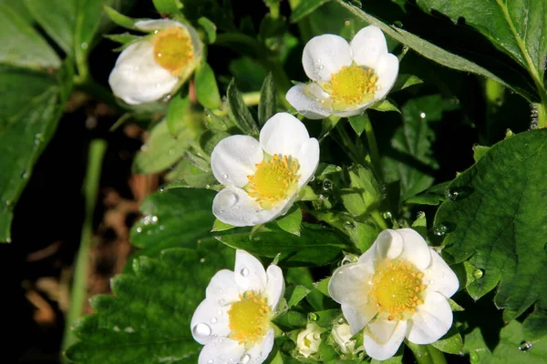 Białe Kwiaty Truskawek Kwitną Ogrodzie Truskawkowe Łóżko Gospodarstwie Ekologicznym Słoneczny — Zdjęcie stockowe
