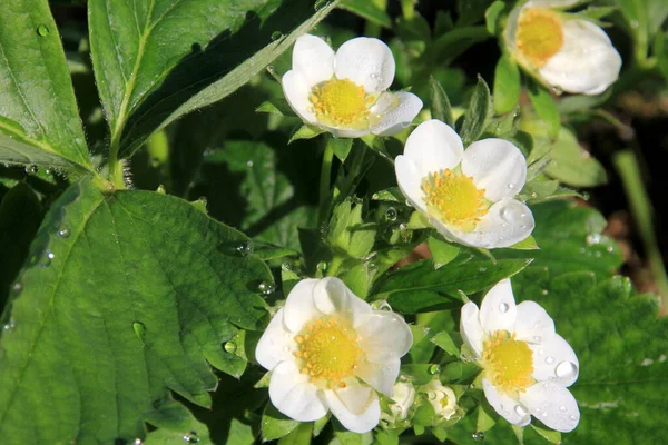 White strawberry flowers bloom in the garden. Strawberry Bed On Organic Farm In Sunny Summer Day.Blooming strawberry bushes