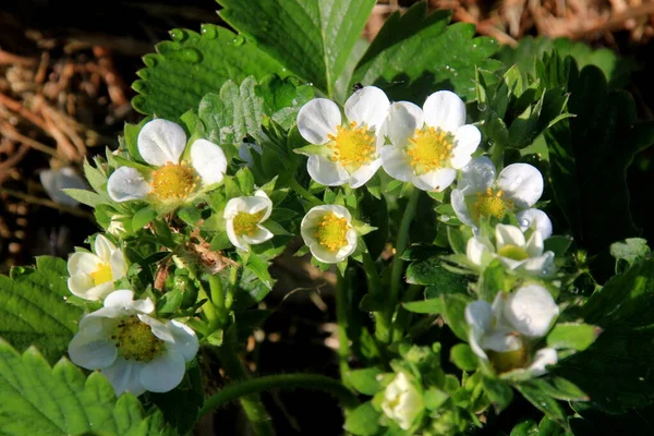White strawberry flowers bloom in the garden. Strawberry Bed On Organic Farm In Sunny Summer Day.Blooming strawberry bushes