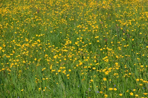 Flores Amarillas Verano Prado Verde Natural Enfoque Selectivo — Foto de Stock