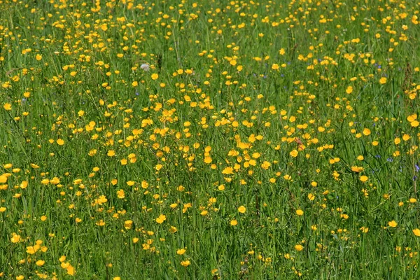 여름에는 자연의 초원에 노란색 선택적 — 스톡 사진