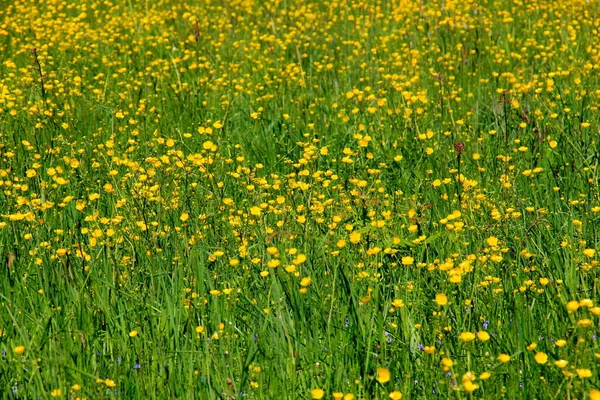 Gul Smörblomma Blommor Sommaren Den Grã Naturliga Ängen Selektiv Inriktning — Stockfoto