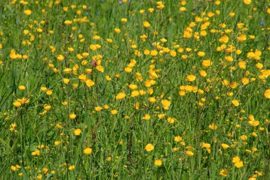 Yazın yeşil çayırlarda sarı düğün çiçekleri. Seçici odak.