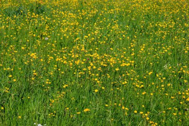 Yazın yeşil çayırlarda sarı düğün çiçekleri. Seçici odak.