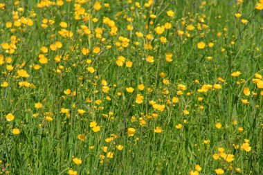 Yazın yeşil çayırlarda sarı düğün çiçekleri. Seçici odak.