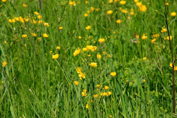 Gul Smörblomma Blommor Sommaren Den Grã Naturliga Ängen Selektiv Inriktning — Stockfoto