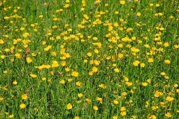 Gelbe Ranunkelblüten Blühen Sommer Auf Der Grünen Naturwiese Selektiver Fokus — Stockfoto