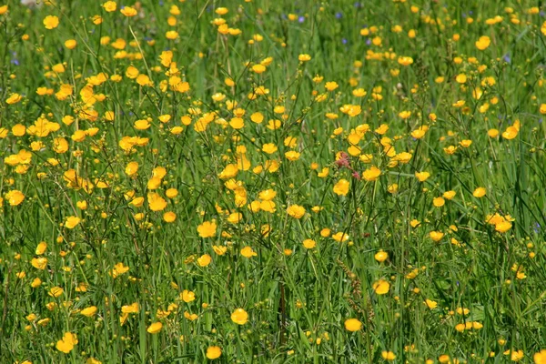 Gelbe Ranunkelblüten Blühen Sommer Auf Der Grünen Naturwiese Selektiver Fokus — Stockfoto