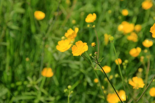 Flores Buttercup Amarelas Verão Prado Natural Verde Foco Seletivo — Fotografia de Stock