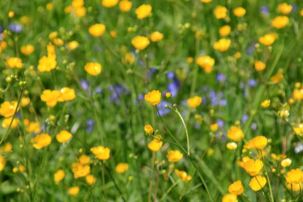 Žluté Máslové Květy Létě Zelené Přírodní Louce Selektivní Zaměření — Stock fotografie