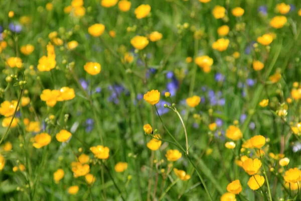 Gelbe Ranunkelblüten Blühen Sommer Auf Der Grünen Naturwiese Selektiver Fokus — Stockfoto