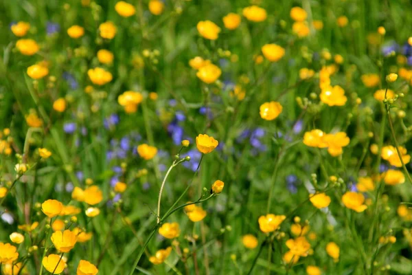 Gul Smörblomma Blommor Sommaren Den Grã Naturliga Ängen Selektiv Inriktning — Stockfoto