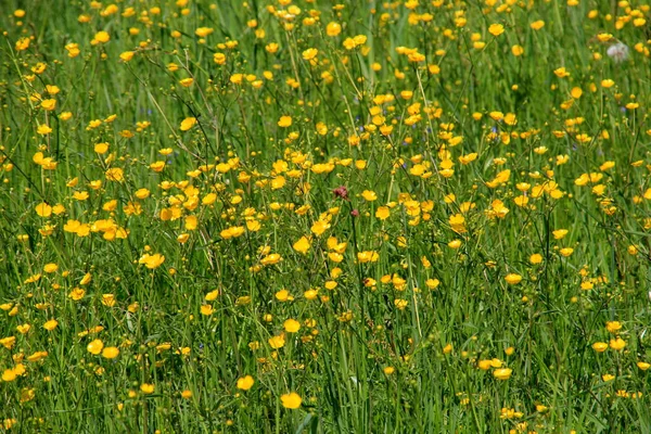 Gelbe Ranunkelblüten Blühen Sommer Auf Der Grünen Naturwiese Selektiver Fokus — Stockfoto