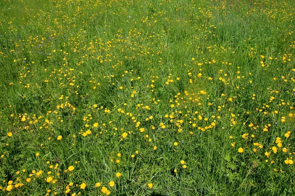 Gul Smörblomma Blommor Sommaren Den Grã Naturliga Ängen Selektiv Inriktning — Stockfoto