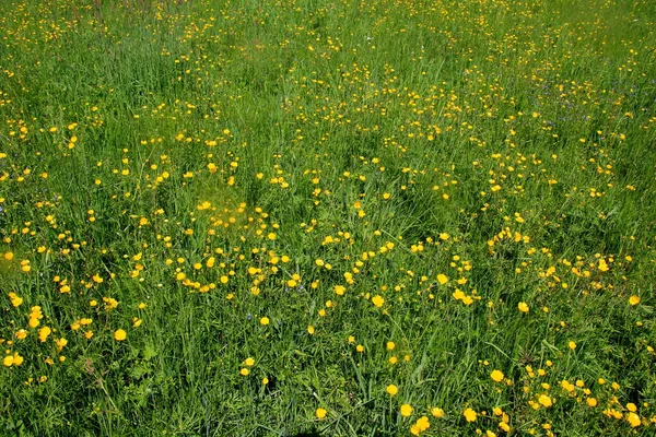 Flores Buttercup Amarelas Verão Prado Natural Verde Foco Seletivo — Fotografia de Stock