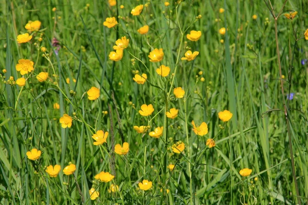 Gul Smörblomma Blommor Sommaren Den Grã Naturliga Ängen Selektiv Inriktning — Stockfoto