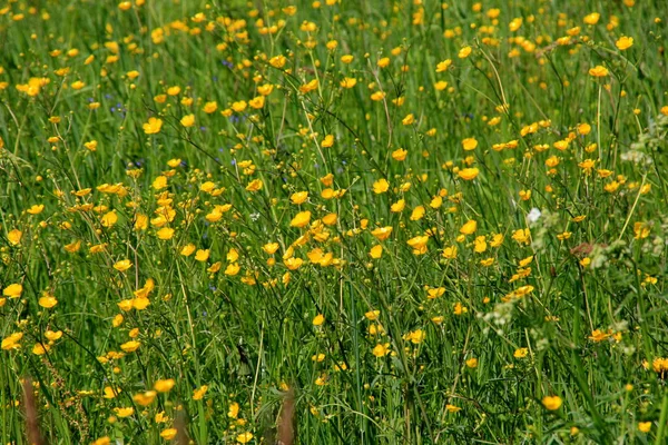 Flores Buttercup Amarelas Verão Prado Natural Verde Foco Seletivo — Fotografia de Stock