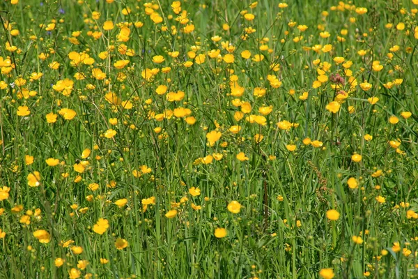 Gelbe Ranunkelblüten Blühen Sommer Auf Der Grünen Naturwiese Selektiver Fokus — Stockfoto