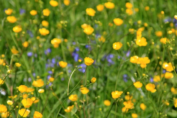 Жовті Квіти Баклажанів Влітку Зеленому Природному Лузі Вибірковий Фокус — стокове фото