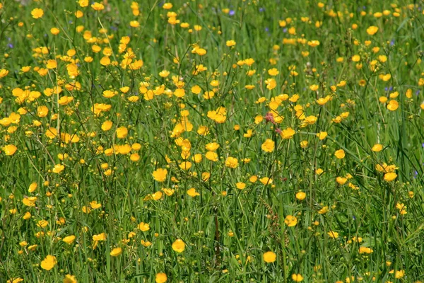Flores Buttercup Amarelas Verão Prado Natural Verde Foco Seletivo — Fotografia de Stock