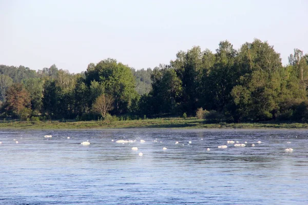 Velká Řeka Bílou Pěnou Hladině Během Léta Řeka Daugava Lotyšsko — Stock fotografie