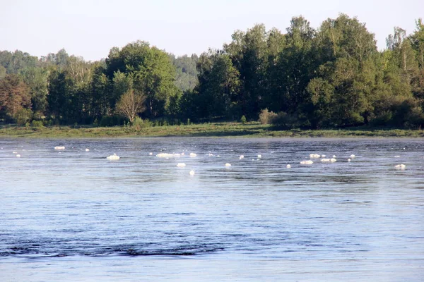 Velká Řeka Bílou Pěnou Hladině Během Léta Řeka Daugava Lotyšsko — Stock fotografie