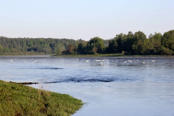 Gran Río Con Espuma Blanca Superficie Durante Verano Río Daugava — Foto de Stock