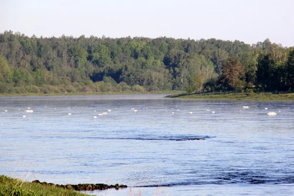 Большая Река Белой Пеной Поверхности Летом Река Даугава — стоковое фото