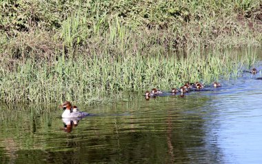 Nehirde birçok bebeği olan dişi Goosander (Mergus merganser)