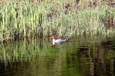 Nehirde birçok bebeği olan dişi Goosander (Mergus merganser)