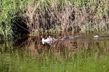 Nehirde birçok bebeği olan dişi Goosander (Mergus merganser)