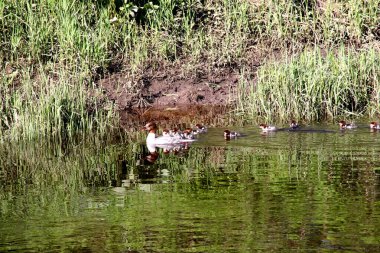Nehirde birçok bebeği olan dişi Goosander (Mergus merganser)