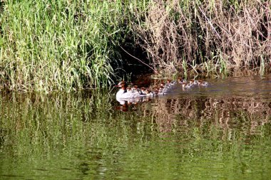Nehirde birçok bebeği olan dişi Goosander (Mergus merganser)
