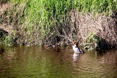 Nehirde birçok bebeği olan dişi Goosander (Mergus merganser)