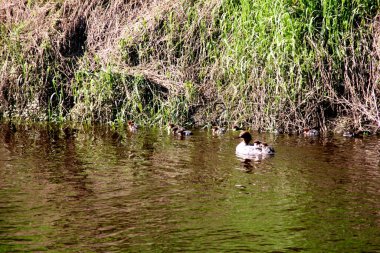 Nehirde birçok bebeği olan dişi Goosander (Mergus merganser)