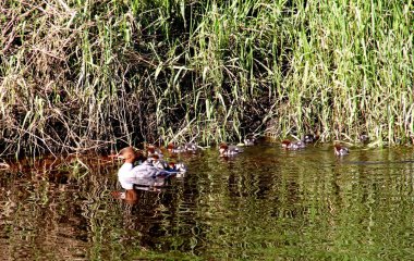 Nehirde birçok bebeği olan dişi Goosander (Mergus merganser)