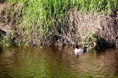 Nehirde birçok bebeği olan dişi Goosander (Mergus merganser)