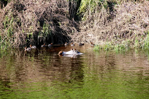 Nehirde birçok bebeği olan dişi Goosander (Mergus merganser)
