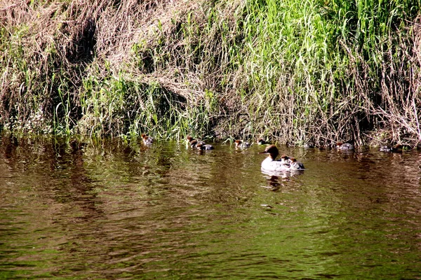 Nehirde birçok bebeği olan dişi Goosander (Mergus merganser)