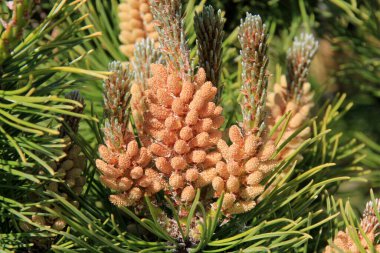 Yeni bir çam çiçeğinin üzerindeki sarı polen. Haziranda kozalaklı ağaçtan sarı çam kozalakları